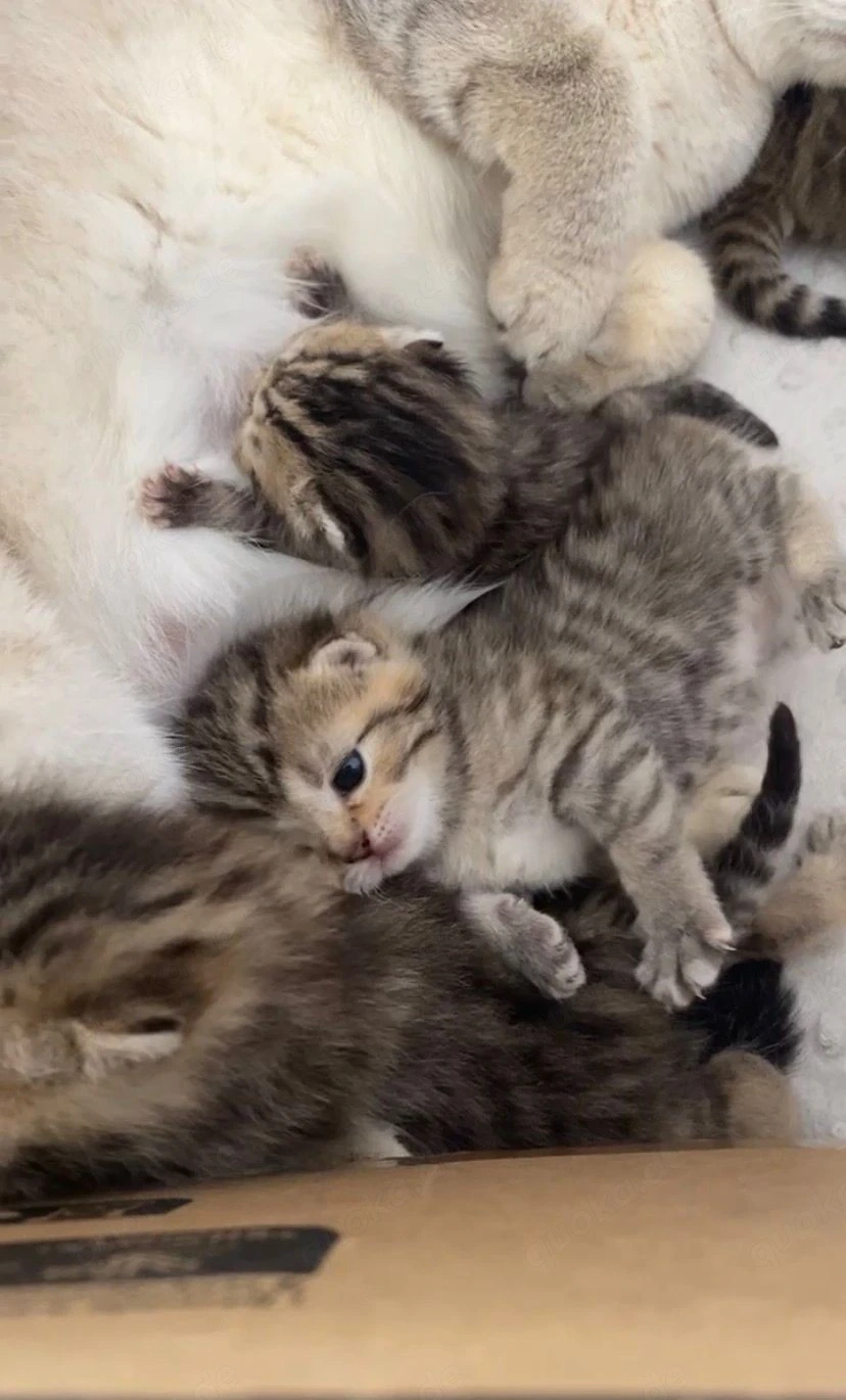 Baby Katzen zu verkaufen 