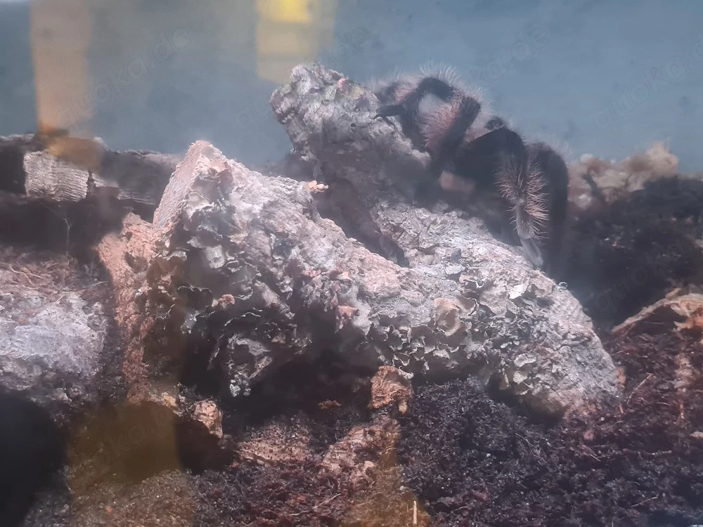 Tliltocatl albopilosus 0.1 mit terrarium 