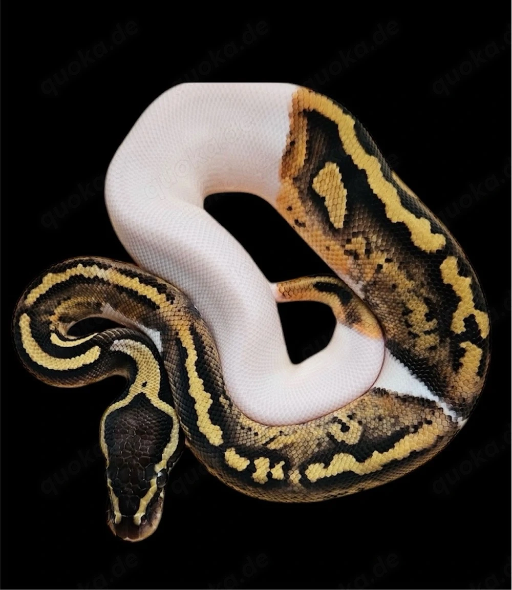 Königspython zu verkaufen 