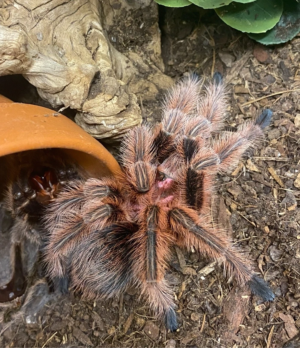 grammostola rosea