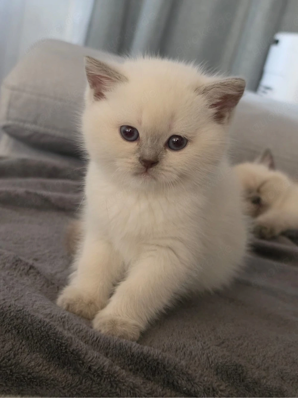 Kitten suchen neues Zuhause 