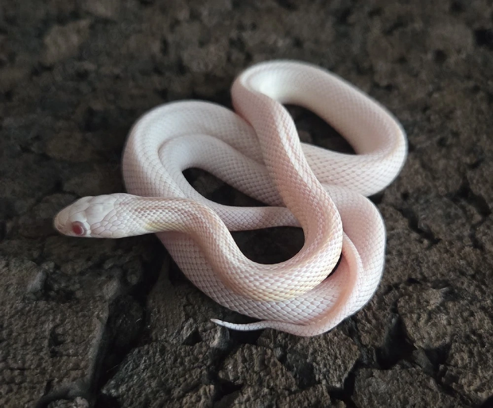 Snow Tessera Motley 