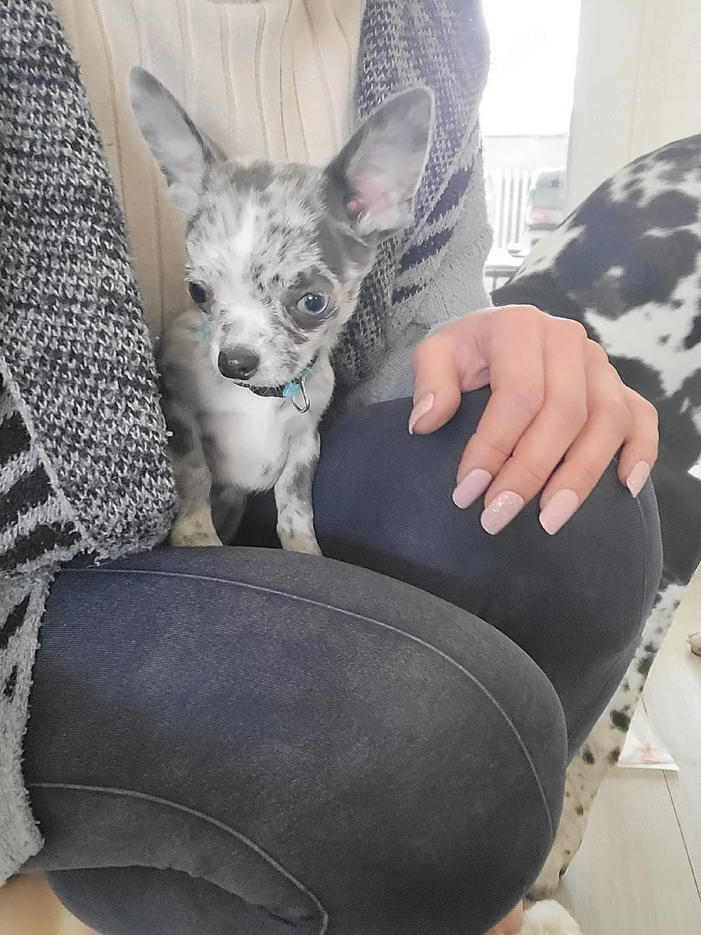 Wunderschöner Chihuahua Welpe (Rüde, blue merle) liebevoll aufgezogen