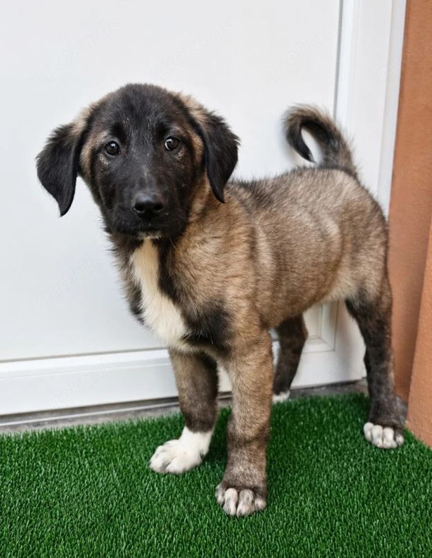 Doro - Aufpasserin sucht Zuhause! RESERVIERT 