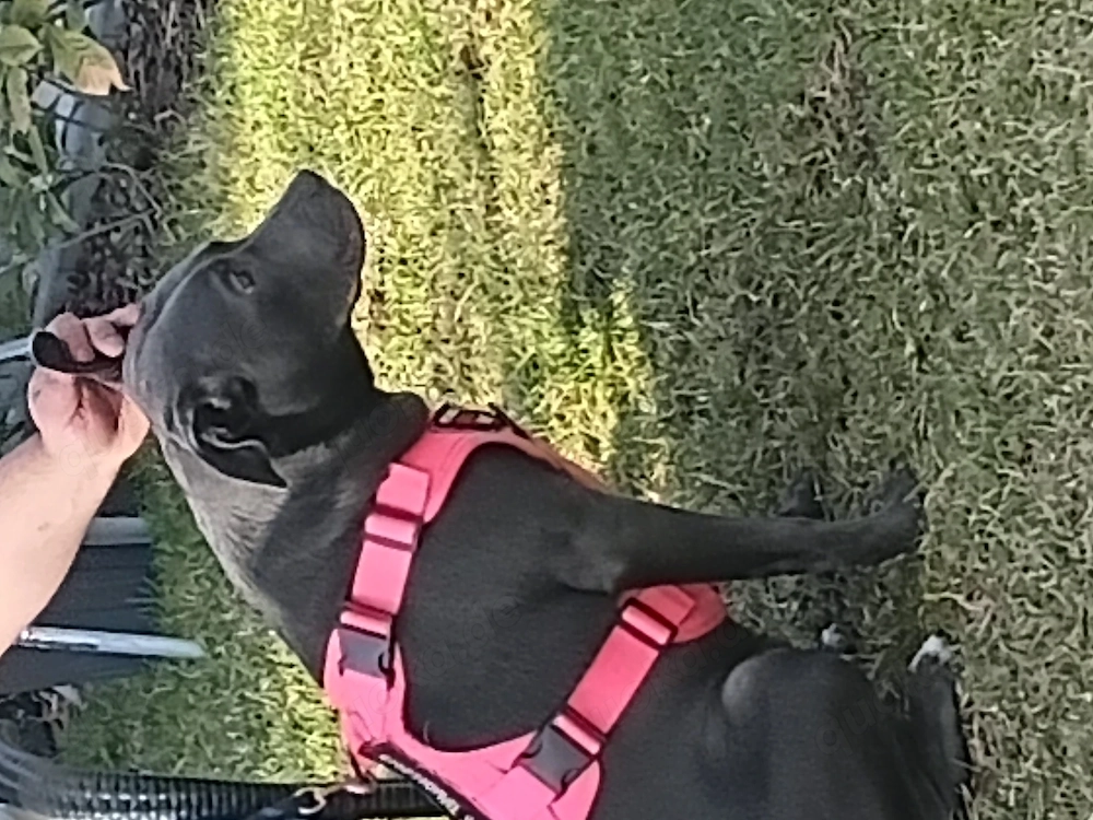 Verkaufe labrador Mix 600vb