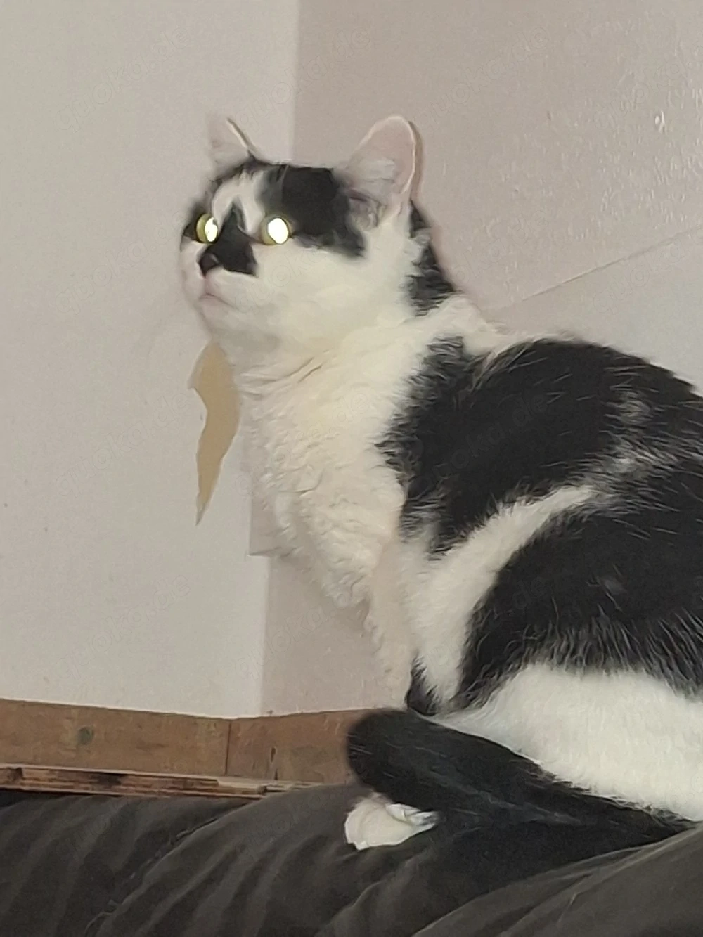 Mauni,weiblich ,kastriert,ca 2 Jahre