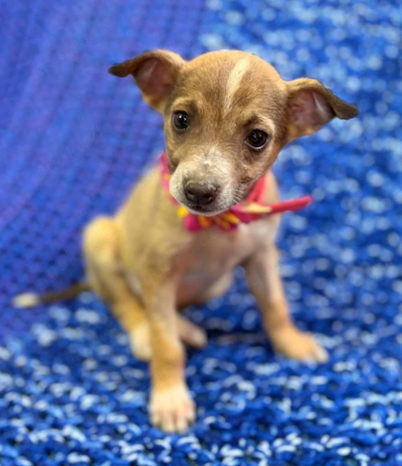 Angel - Engel sucht dich!