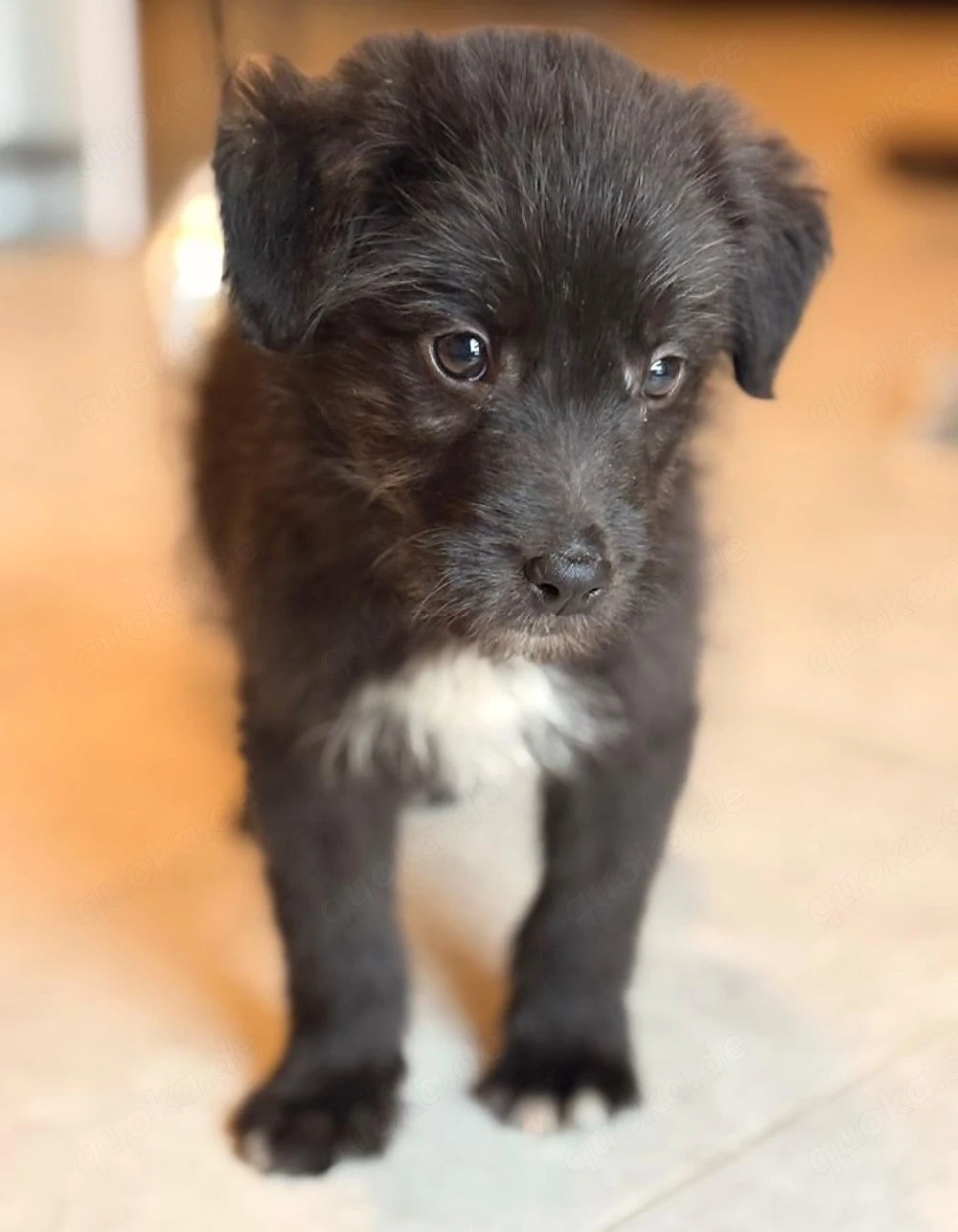 Murphy - Kleiner Kerl sucht seine Menschen! RESERVIERT 