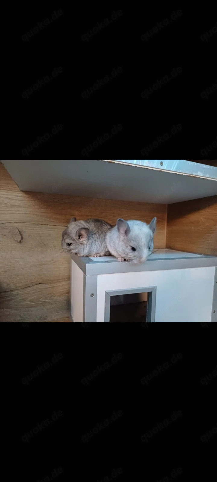Chinchilla babys
