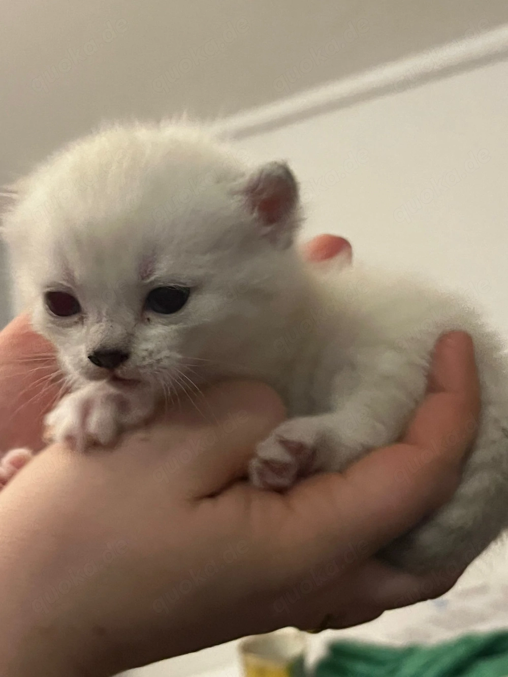 BKH Kitten (Seal & Blue Point)