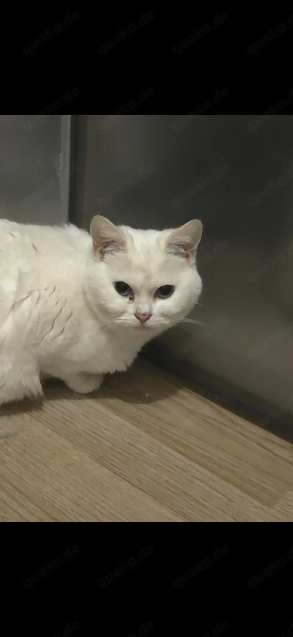 BKH Mädel mit Stammbaum 