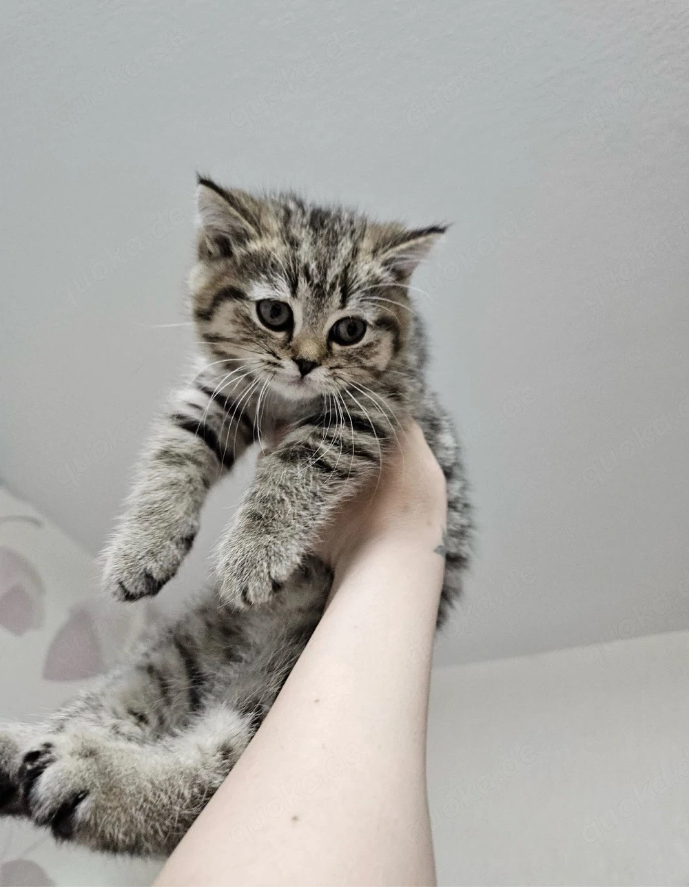 Britisch Kurzhaar Kitten (BKH)