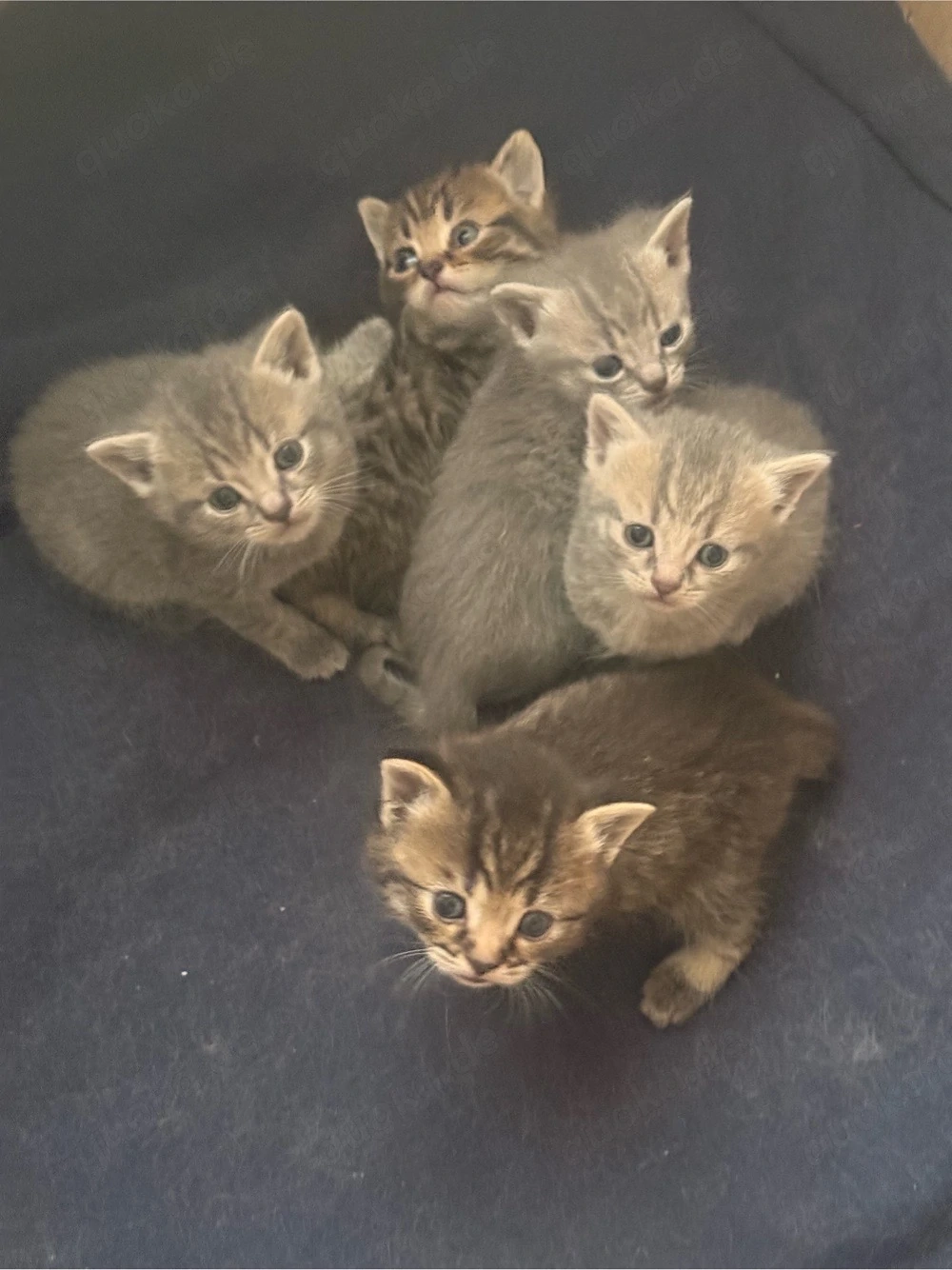    Wunderschöne, liebevolle Kitten suchen ein Zuhause   