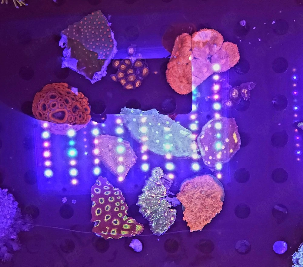 Bis zu 25%!!! Acropora, Euphyllia, Goniopora, LPS, SPS, Zoas, Korallen, Meerwasser