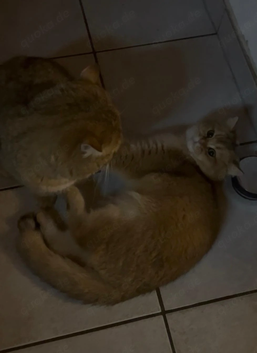 Samtpfoten im Anmarsch! 