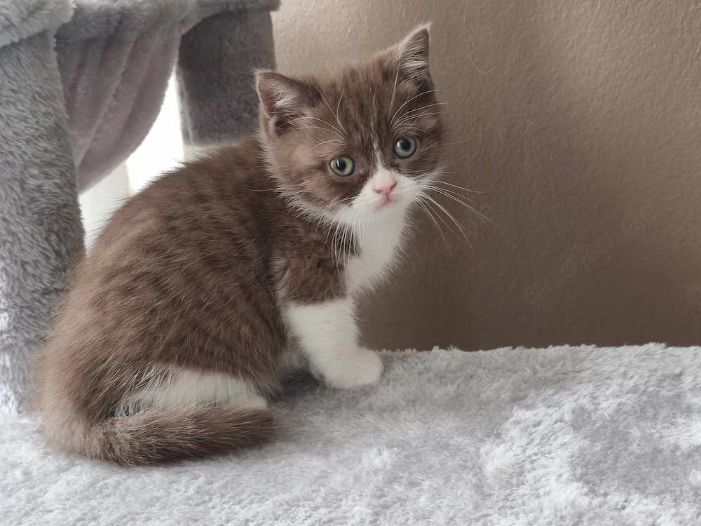 BKH Kätzchen 2 Weibchen 