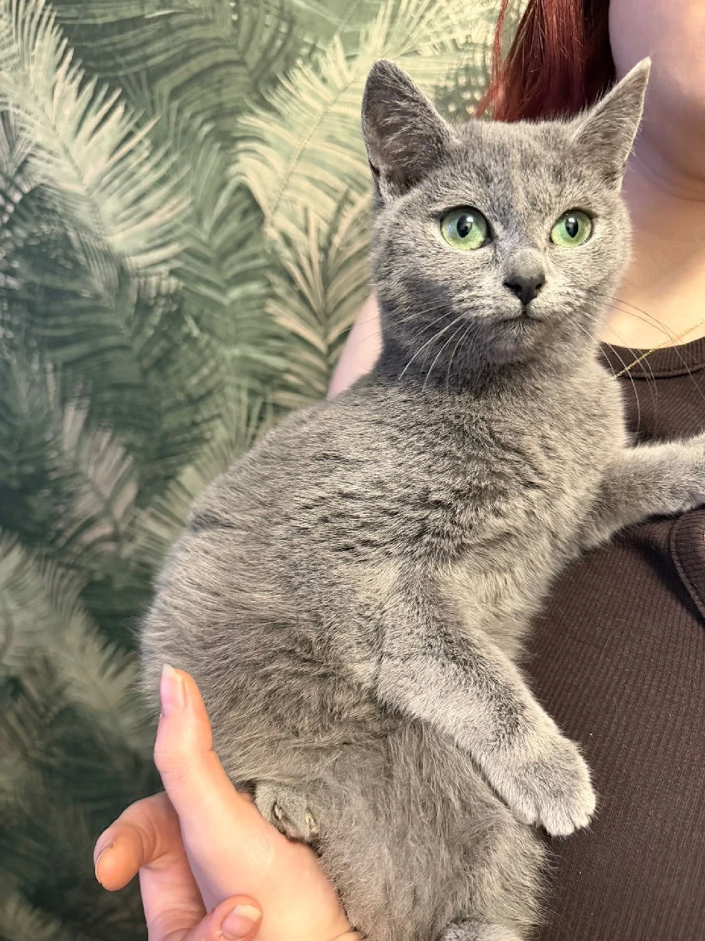 russchisch blau bkh mix allergikerfreundlich