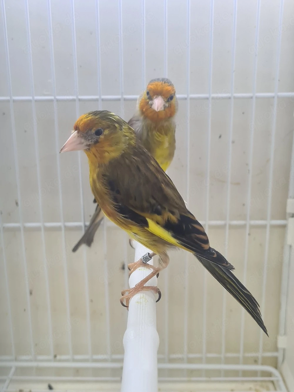 Stieglitz Mischlinge 