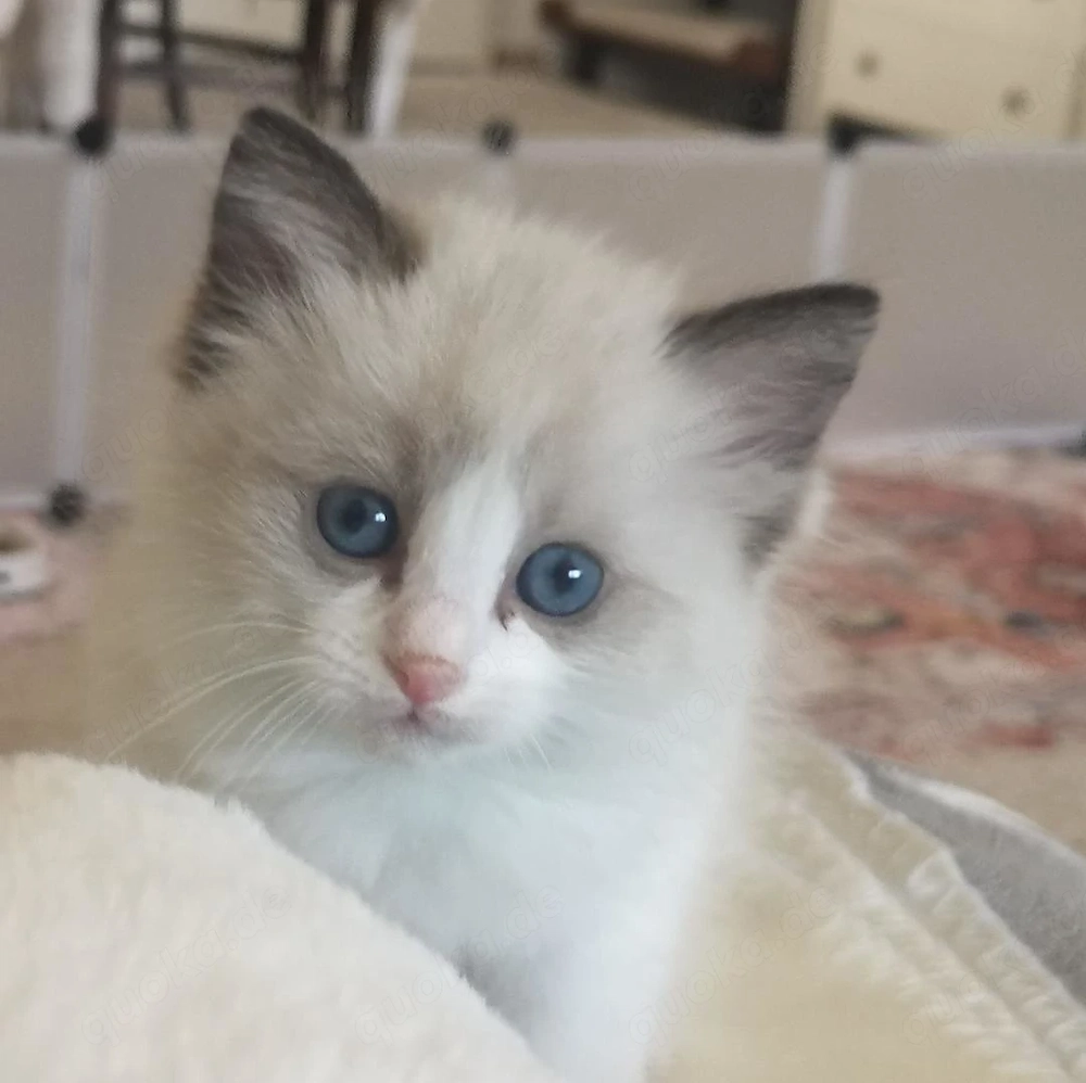 Wir haben 5 wunderschöne Bicolour Kitten.
