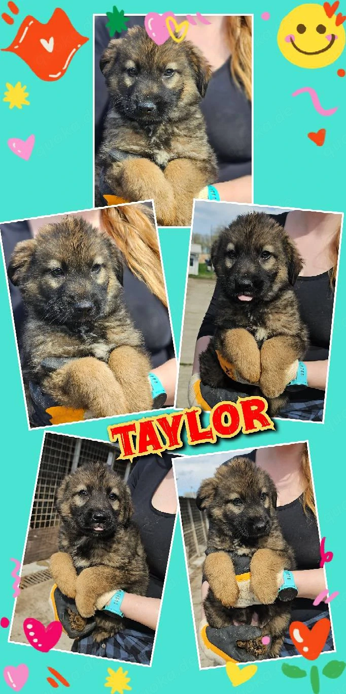 wunderschöner Welpenjunge "Taylor" sucht ein liebevolles Zuhause