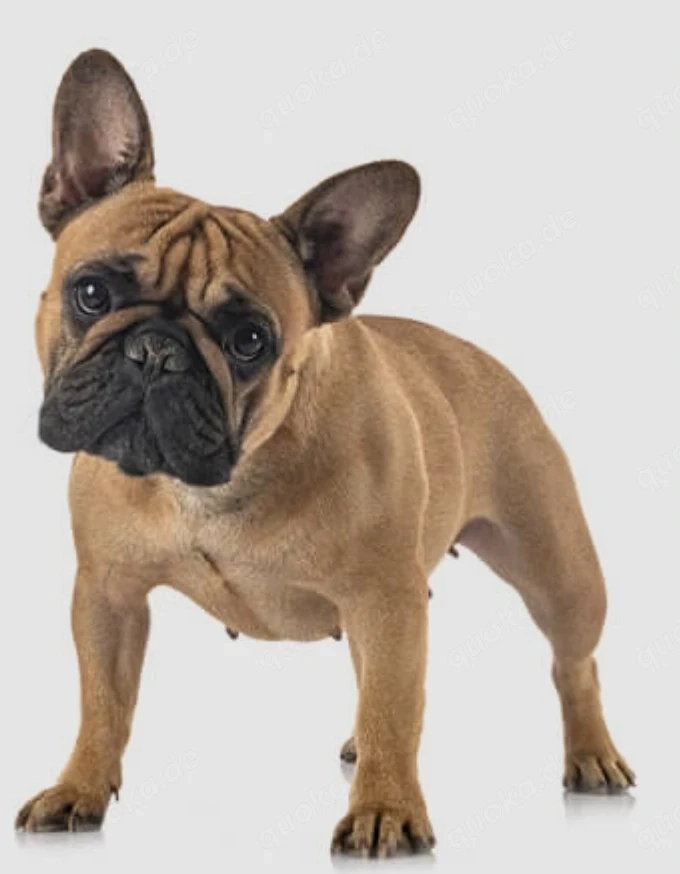 Suche eine Französische Bulldogge 