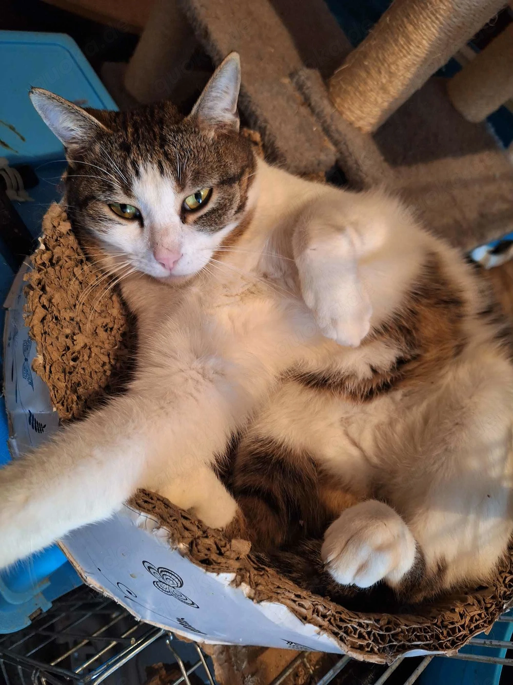 Kater   Katze, kastriert, verschmust