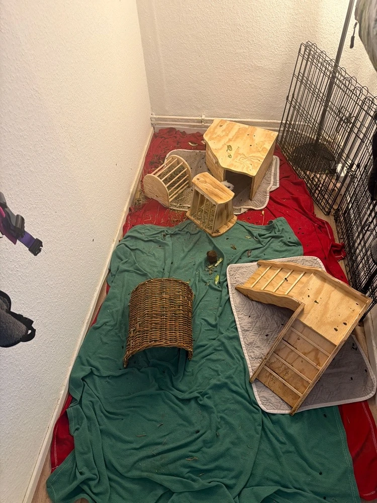 3 meerschweinchen abzugeben