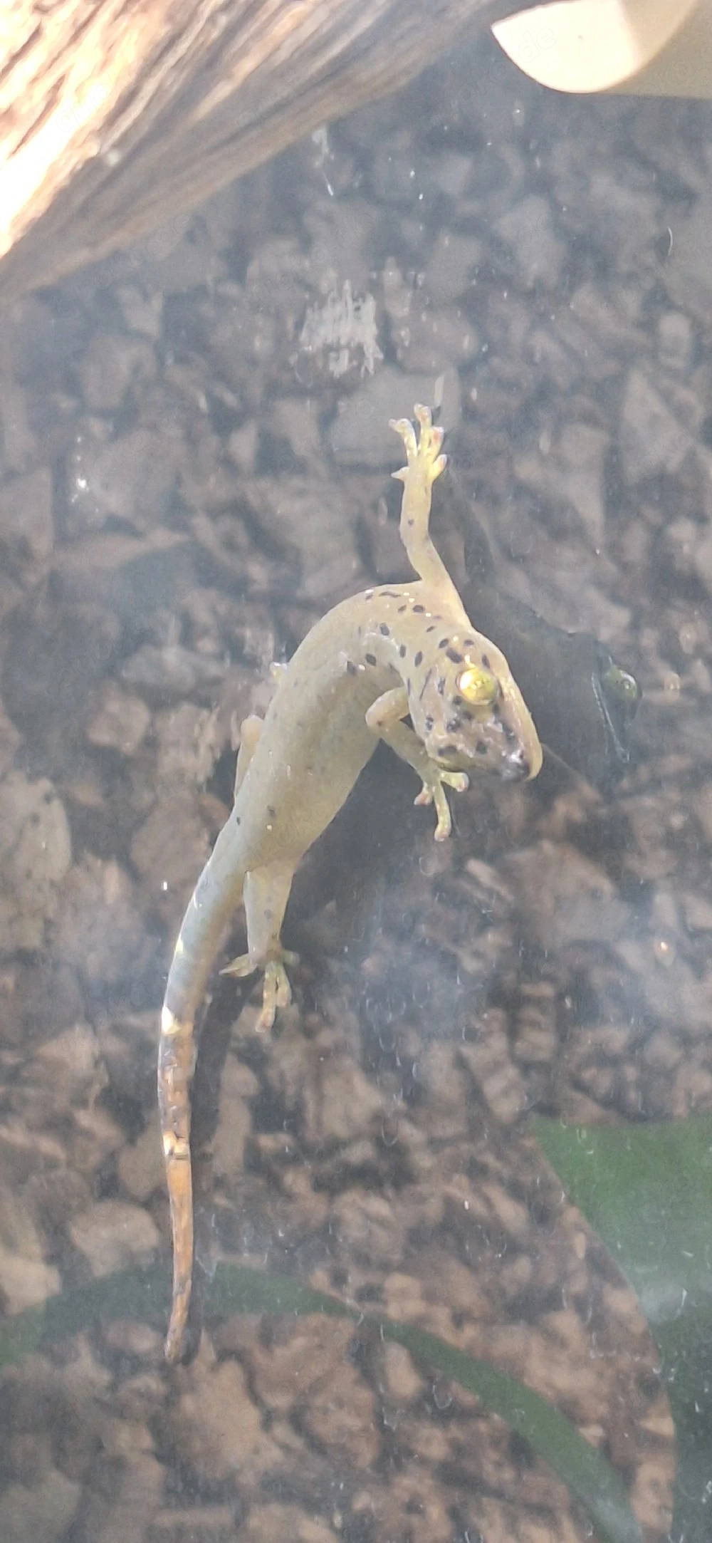 1.0 Pseudogecko smaragdinus