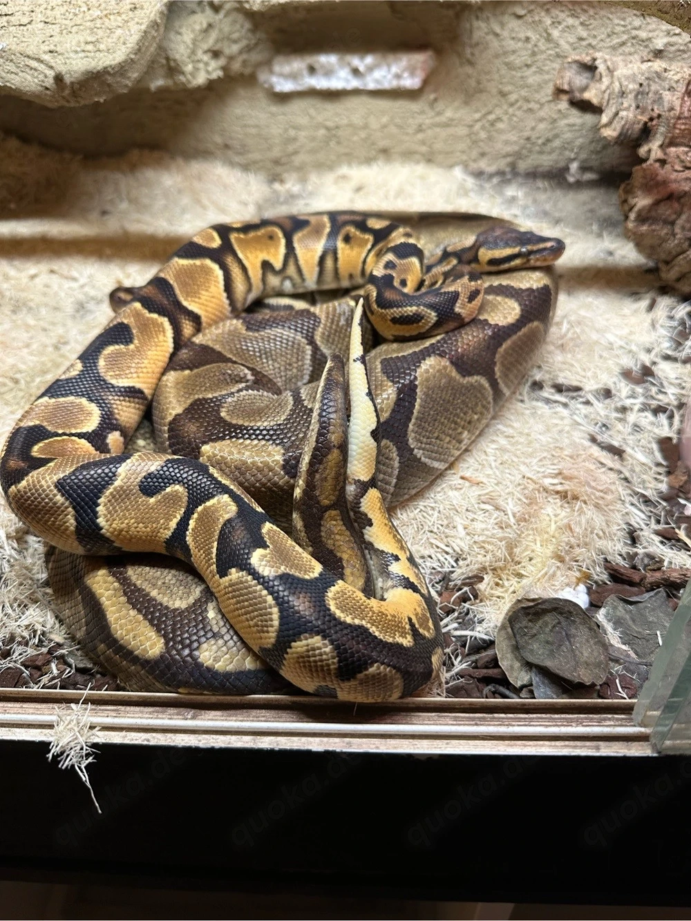 2 Königspythons abzugeben (Weibchen 2022 + Männchen 2024)   gesund & futterfest