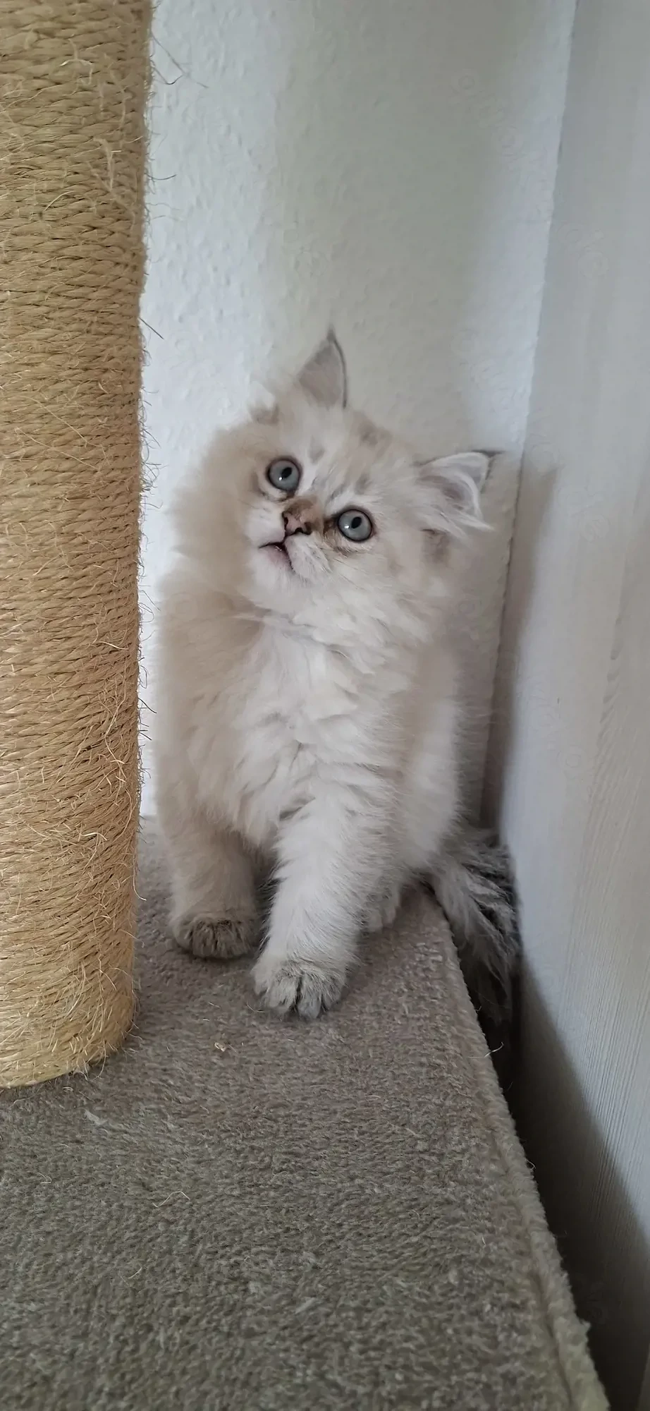 Perser   Maine Coon Kitten, Kätzchen, cats, Katzen