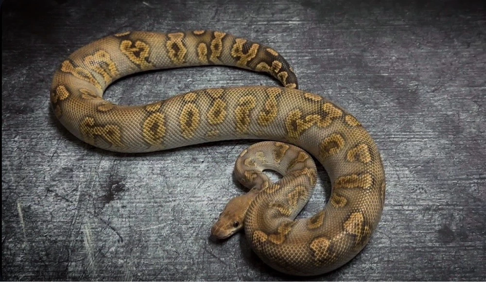 Königspython Breeder 1.0 Stranger GHI Clown abzugeben!!!