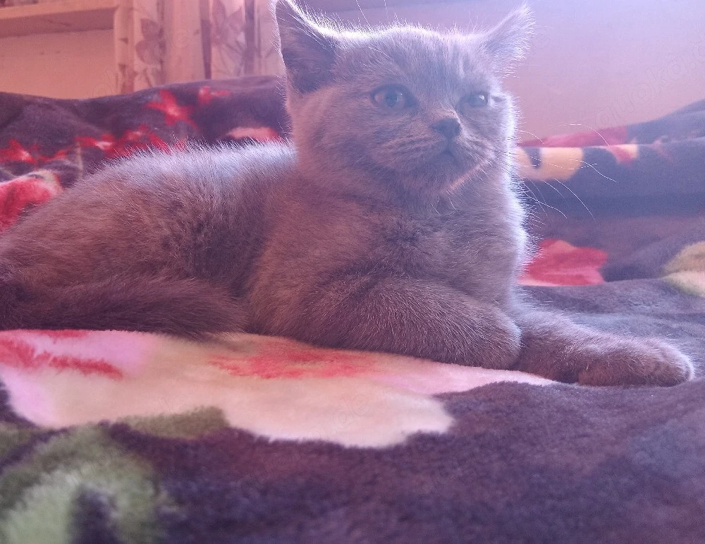 ein Katze zu verkaufen 