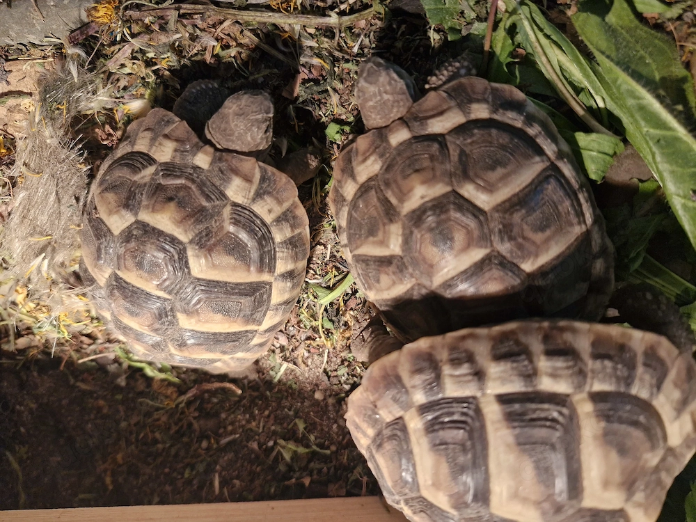 Griechische Landschildkröte mit eu Bescheinigung 