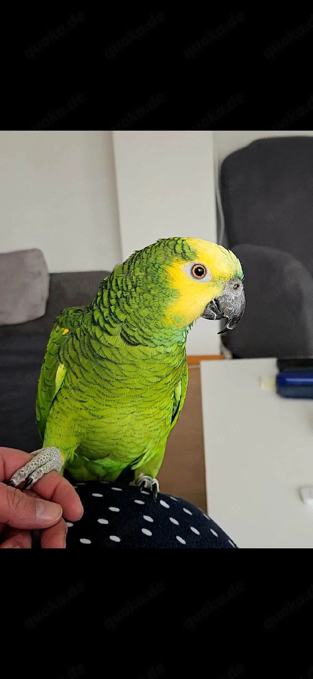 Blaustirnamazonen hahn sucht ein Zuhause mit Artgenossen 