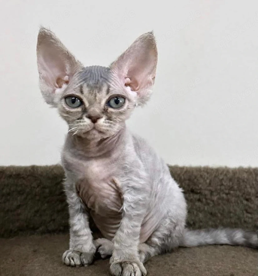 Devon rex Katerchen 3 monate Alt mit papieren
