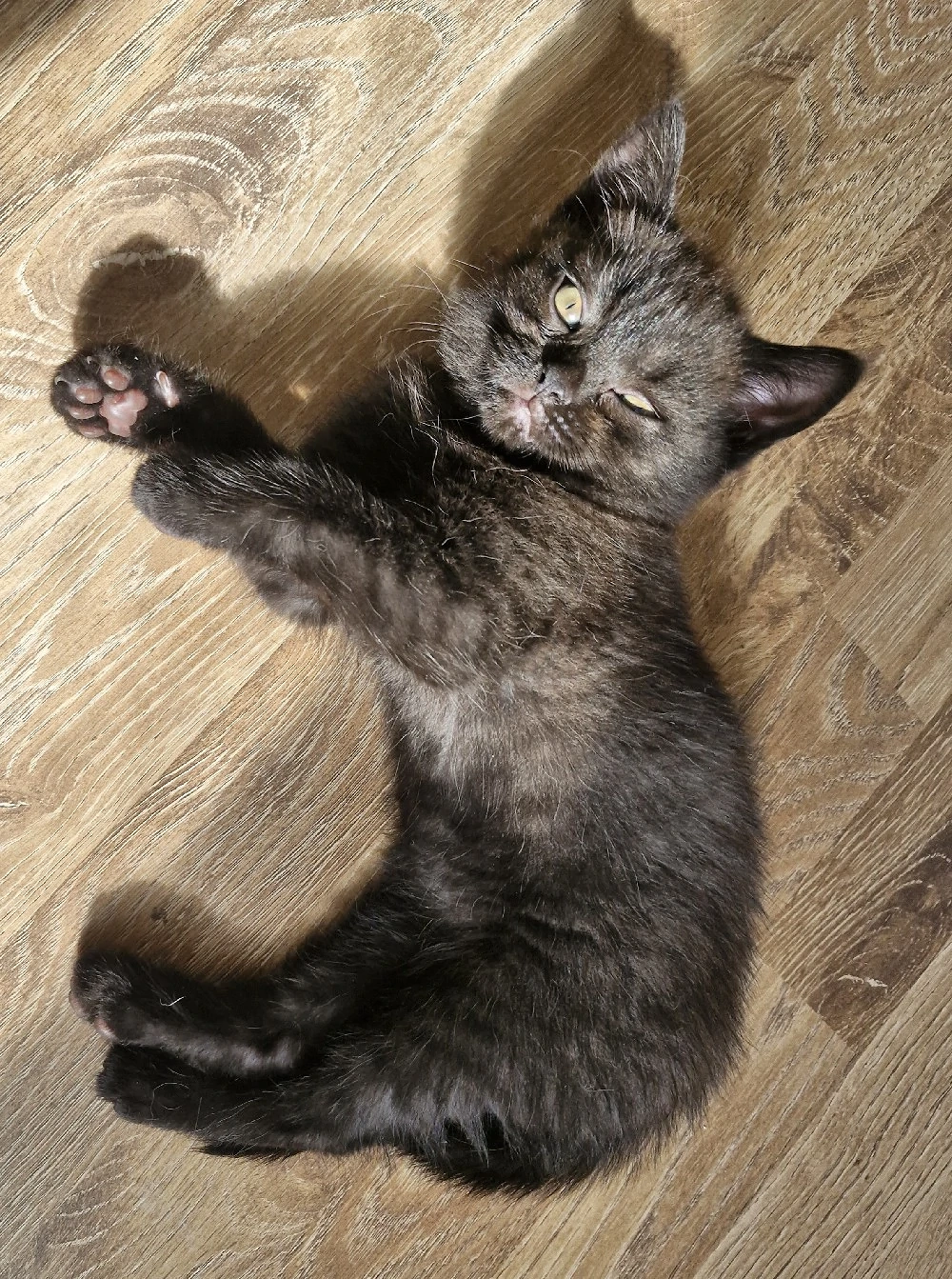 Britisch Kurzhaar Bkh Junge  