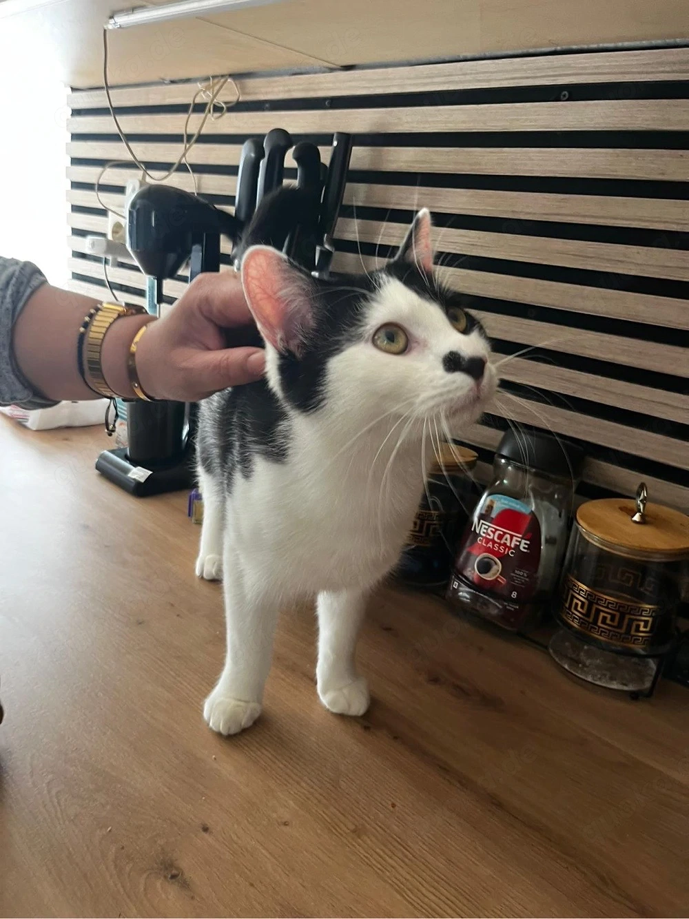 Kater zu verkaufen sofort abholbereit