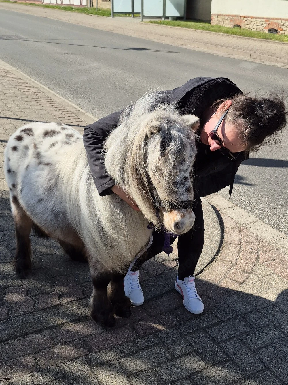 schicker Mini Hengst