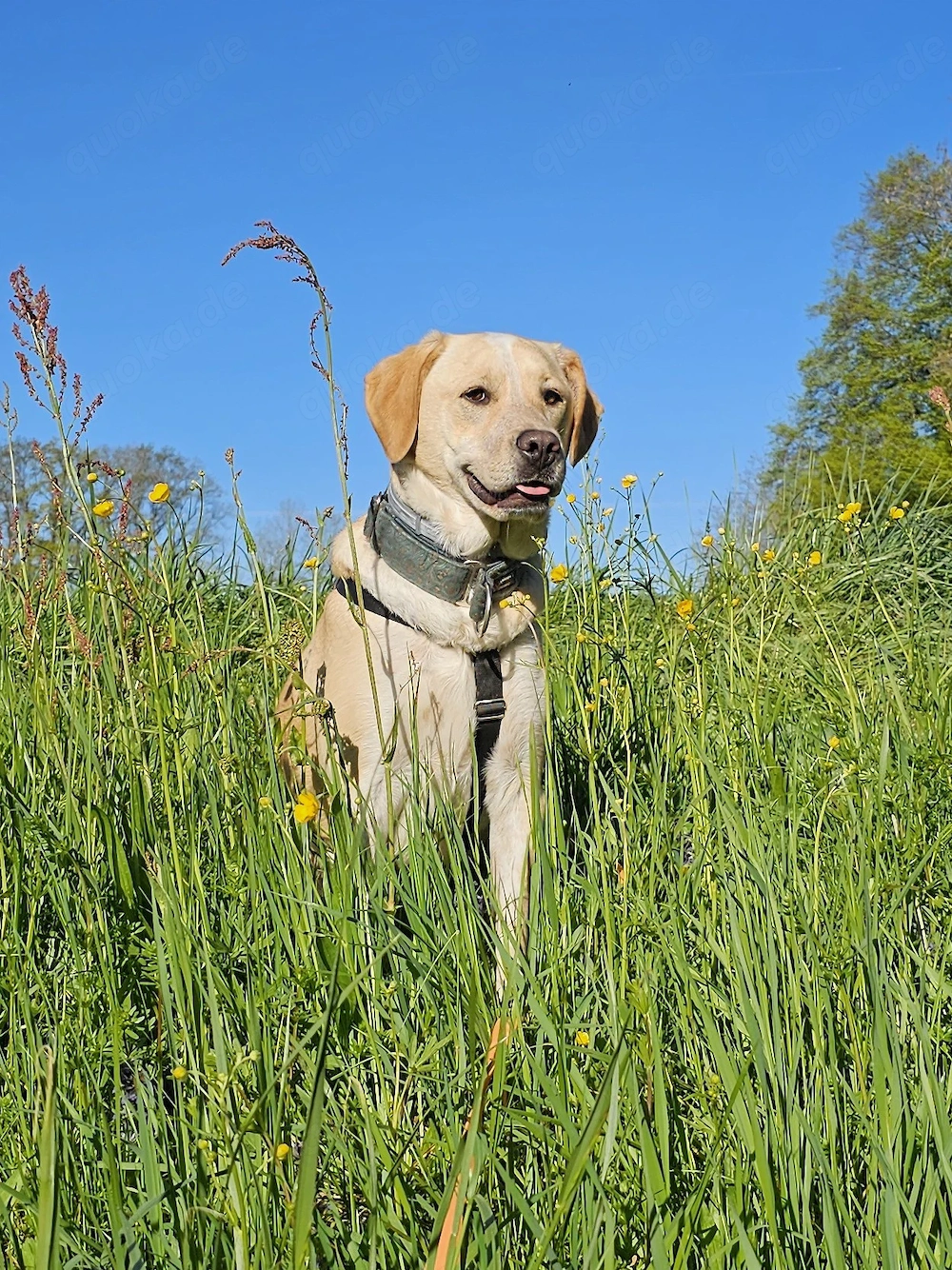Nacho sucht sein Zuhause