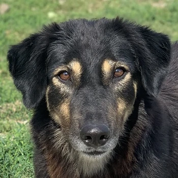 Lavinia, geb. ca. 06 2019, lebt in GRIECHENLAND, im städt. Tierheim Serres 
