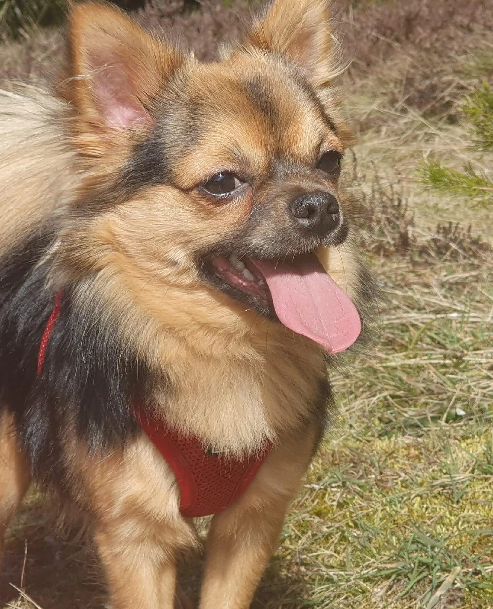 freundlicher Chihuahua pomchi Rüde 