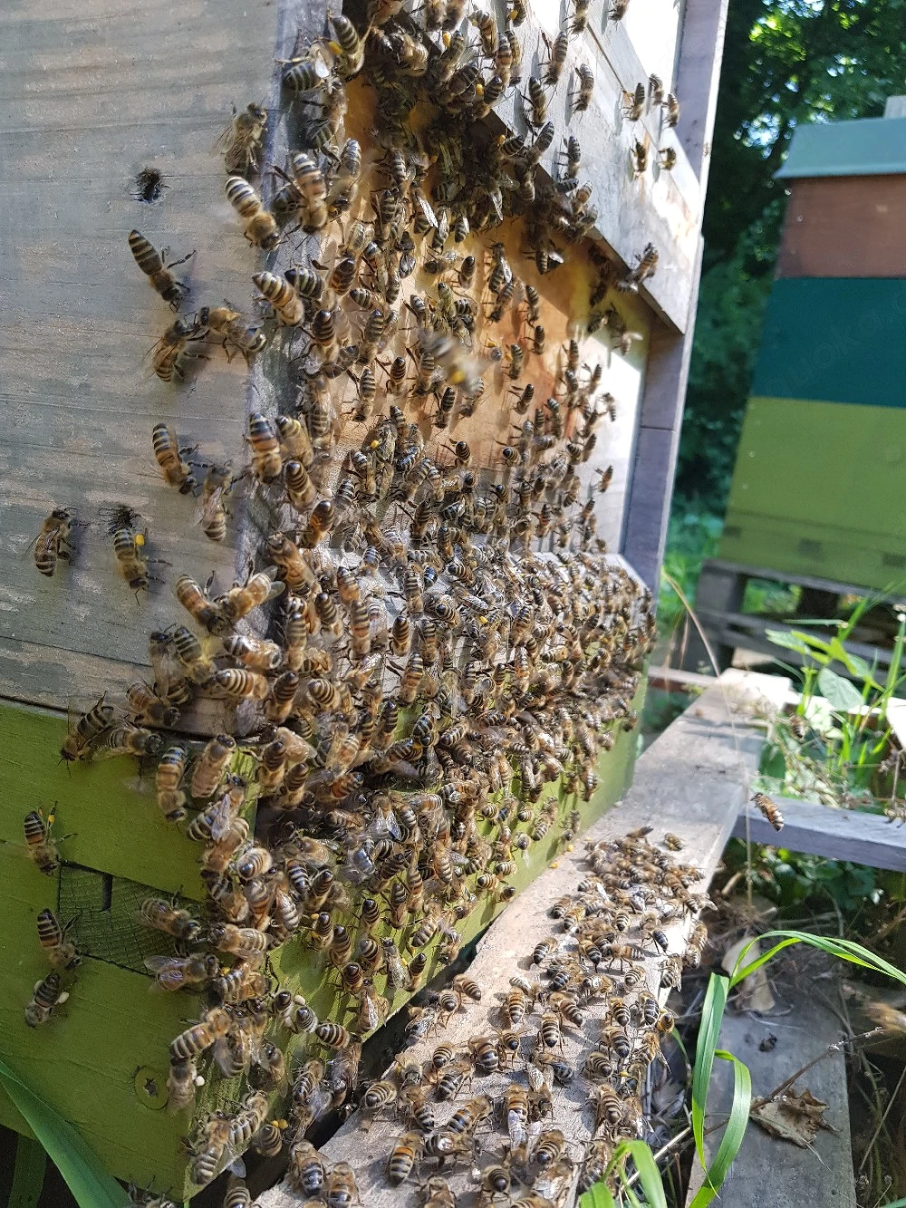 Imkerkurs mit Ableger