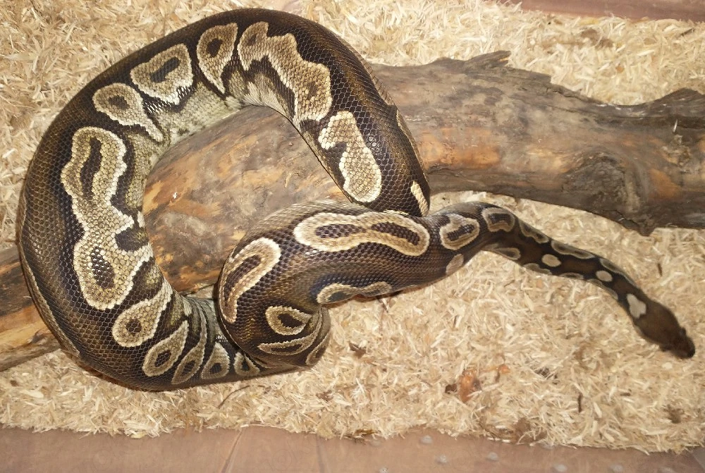 cinnamon black Heat Copper weibchen 