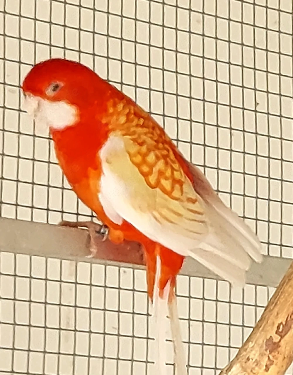 Pennantsittich Hahn