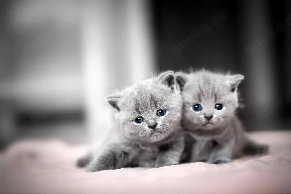    Liebevolle Familie sucht BKH Kitten   