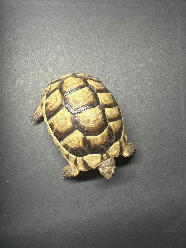 Schildkröte