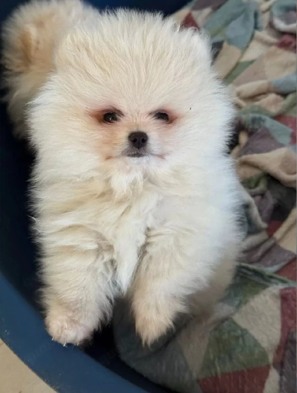 Pomeranian Zwergspitz Welpen