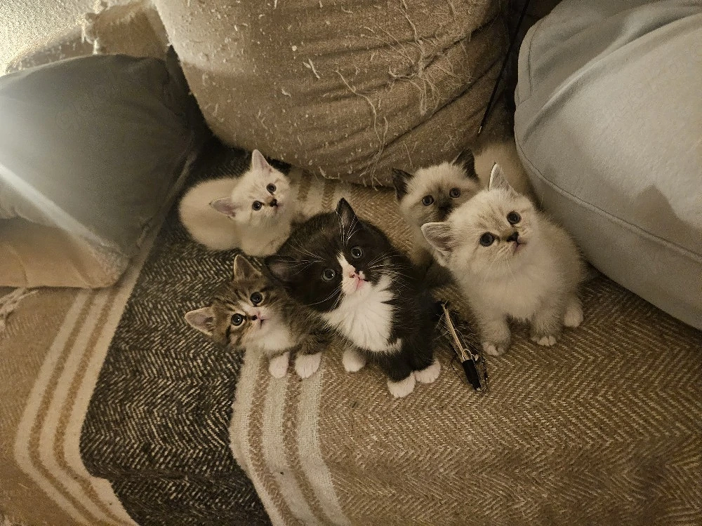   6 WUNDERSCHÖNE Mix kitten bald Abgabebereit Mama Heilige birma Ragdoll und Papa BKH reinrassig  
