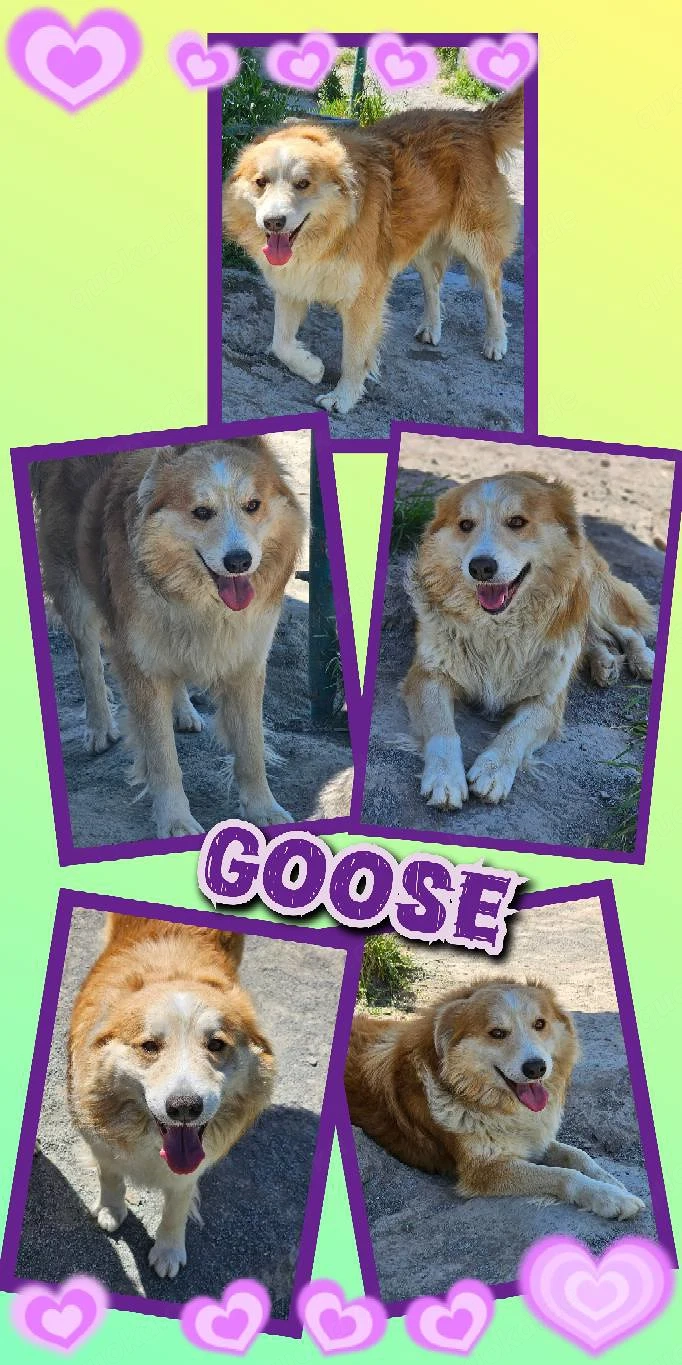 wunderschöner, lieber, fröhlicher, freundlicher Rüde "Goose" sucht ein liebevolles Zuhause 