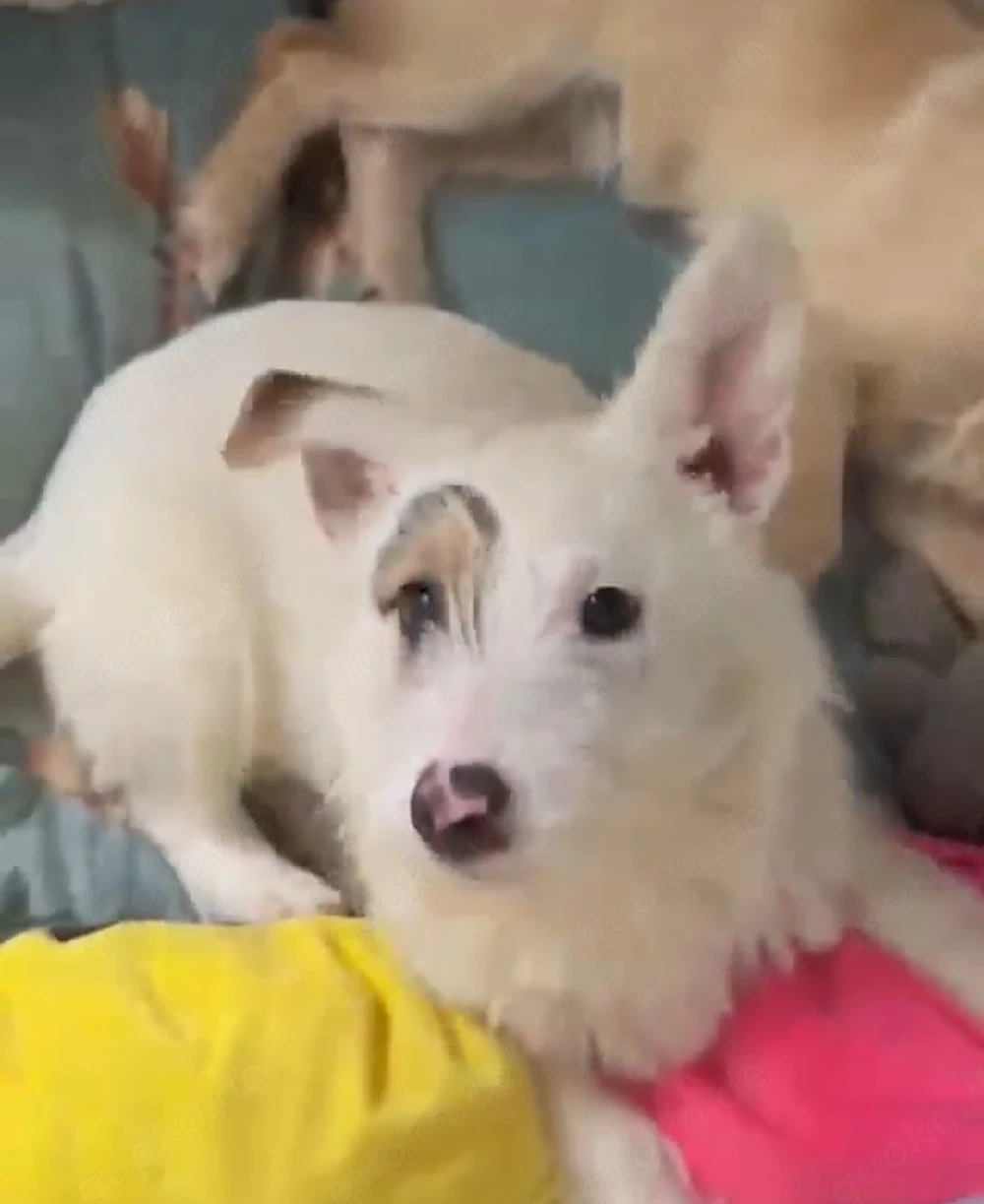Süße Penny (4 Mon, 25 cm, 5 kg) sucht liebevolles Zuhause 